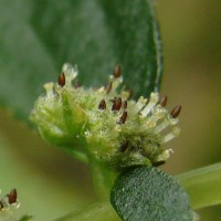 Elatostema monandrum (Buch.-Ham. ex D.Don) H.Hara